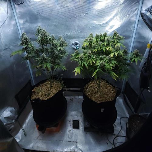 Butterbean Birdseed - Fast Flowering LSO. Week 15 - 05/14/26