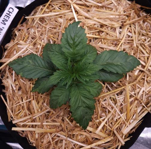 Night Owl LSO/Organics !. Week 3 - Chem 'N' Kush (Day 15)