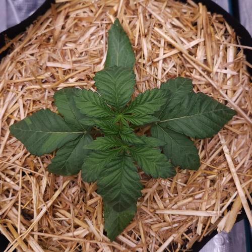 Night Owl LSO/Organics !. Week 3 - Instant Classik (Day 15)