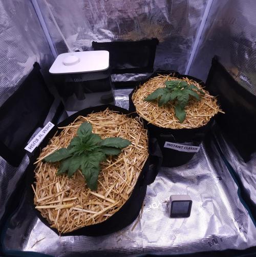 Night Owl LSO/Organics !. Week 3 - 05/15/26