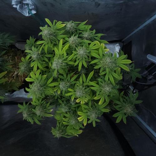 Butterbean Birdseed - Fast Flowering LSO. Week 15 - UBC Chemo (Day 110)