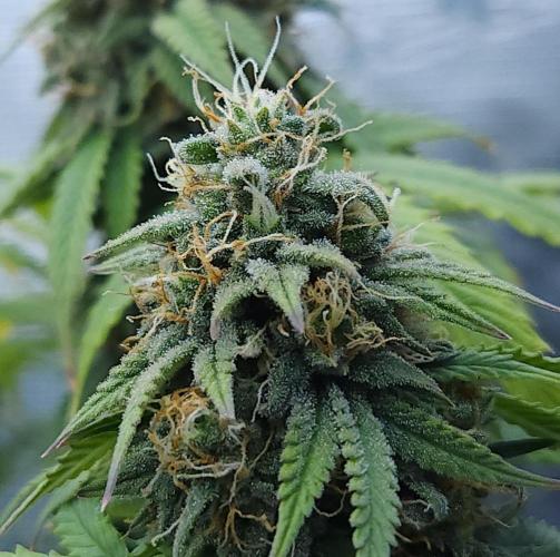 Butterbean Birdseed - Fast Flowering LSO. Week 15 - UBC Chemo (Day 110)