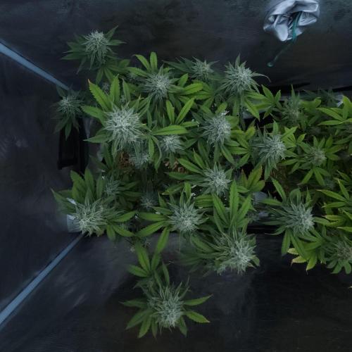 Butterbean Birdseed - Fast Flowering LSO. Week 15 - Faster Master (Day 101)