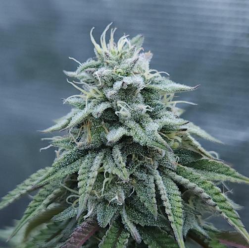 Butterbean Birdseed - Fast Flowering LSO. Week 15 - Faster Master (Day 101)