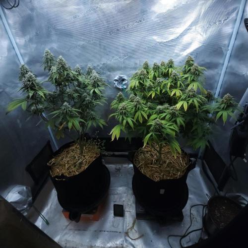 Butterbean Birdseed - Fast Flowering LSO. Week 15 - 05/15/26