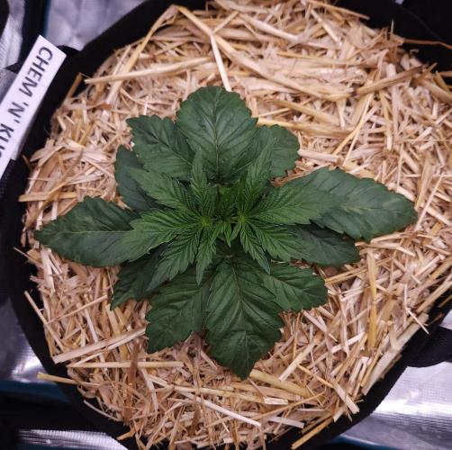 Night Owl LSO/Organics !. Week 3 - Chem 'N' Kush (Day 16)