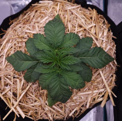 Night Owl LSO/Organics !. Week 3 - Instant Classik (Day 16)