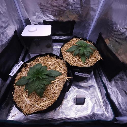 Night Owl LSO/Organics !. Week 3 - 05/16/26