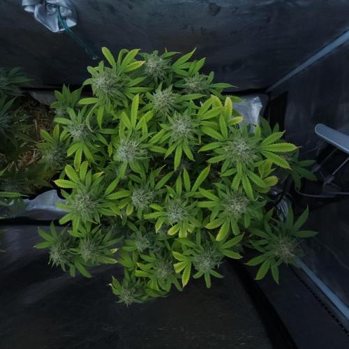 Butterbean Birdseed - Fast Flowering LSO. Week 15 - UBC Chemo (Day 111)