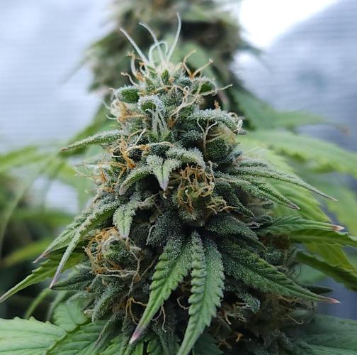 Butterbean Birdseed - Fast Flowering LSO. Week 15 - UBC Chemo (Day 111)