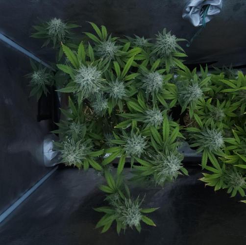 Butterbean Birdseed - Fast Flowering LSO. Week 15 - Faster Master (Day 102)