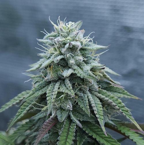 Butterbean Birdseed - Fast Flowering LSO. Week 15 - Faster Master (Day 102)