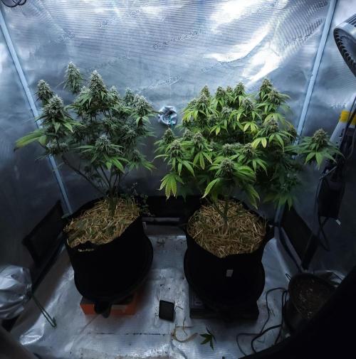 Butterbean Birdseed - Fast Flowering LSO. Week 15 - 05/16/26