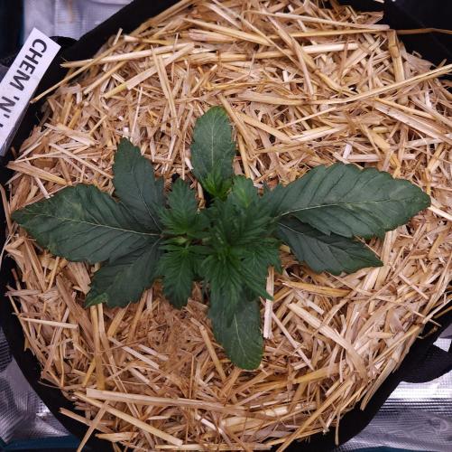Night Owl LSO/Organics !. Week 3 - Chem 'N' Kush (Day 17)