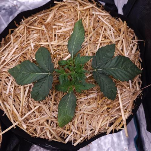 Night Owl LSO/Organics !. Week 3 - Instant Classik (Day 17)