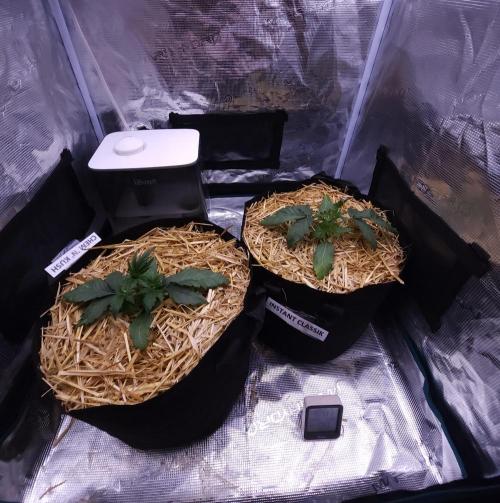 Night Owl LSO/Organics !. Week 3 - 05/17/26