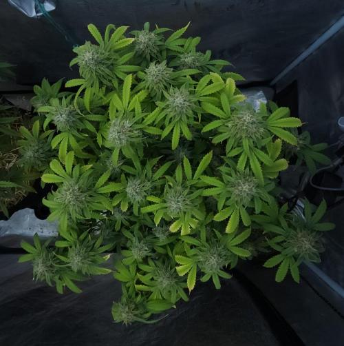 Butterbean Birdseed - Fast Flowering LSO. Week 15 - UBC Chemo (Day 112)
