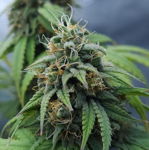 Butterbean Birdseed - Fast Flowering LSO. Week 15 - UBC Chemo (Day 112)