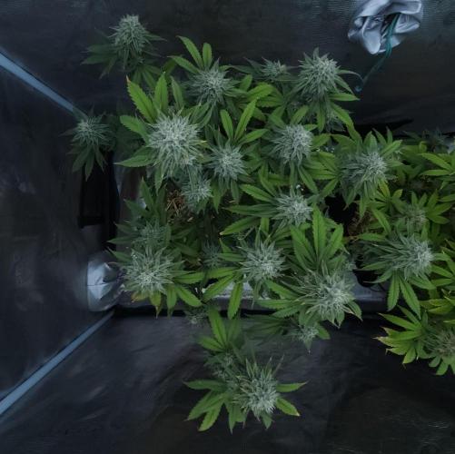 Butterbean Birdseed - Fast Flowering LSO. Week 15 - Faster Master (Day 103)