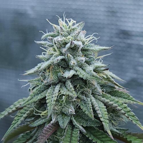 Butterbean Birdseed - Fast Flowering LSO. Week 15 - Faster Master (Day 103)