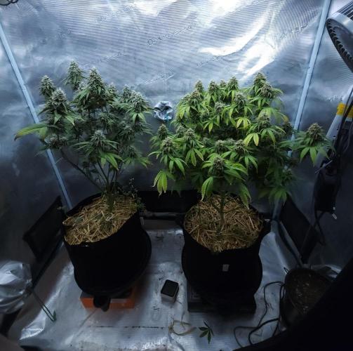 Butterbean Birdseed - Fast Flowering LSO. Week 15 - 05/17/26