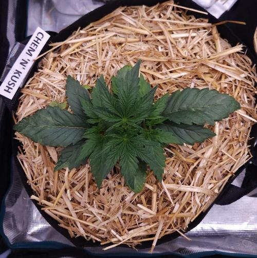Night Owl LSO/Organics !. Week 3 - Chem 'N' Kush (Day 18)