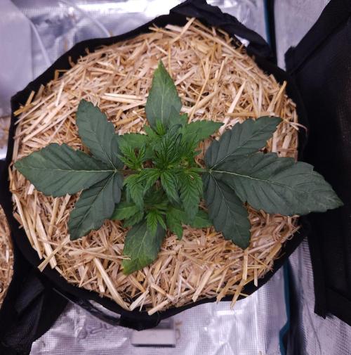 Night Owl LSO/Organics !. Week 3 - Instant Classik (Day 18)