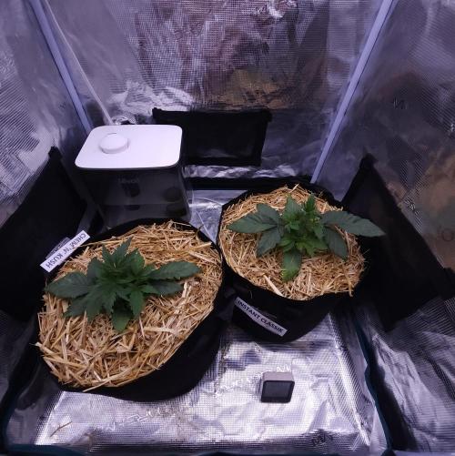 Night Owl LSO/Organics !. Week 3 - 05/18/26