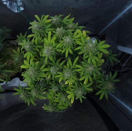 Butterbean Birdseed - Fast Flowering LSO. Week 15 - UBC Chemo (Day 113)
