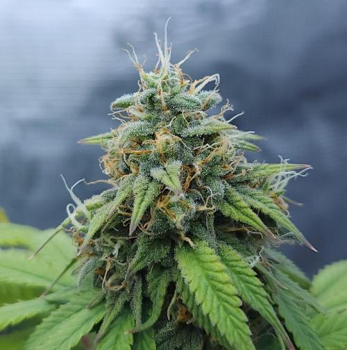 Butterbean Birdseed - Fast Flowering LSO. Week 15 - UBC Chemo (Day 113)