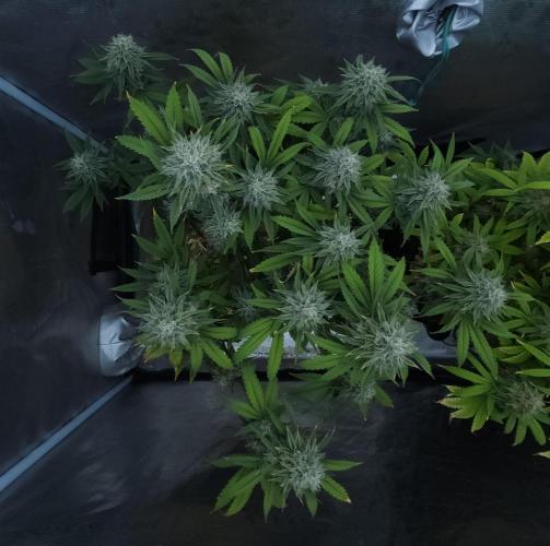 Butterbean Birdseed - Fast Flowering LSO. Week 15 - Faster Master (Day 104)