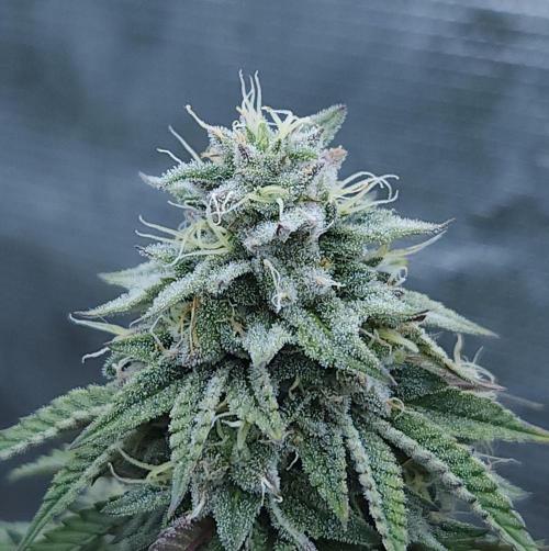 Butterbean Birdseed - Fast Flowering LSO. Week 15 - Faster Master (Day 104)