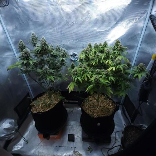 Butterbean Birdseed - Fast Flowering LSO. Week 15 - 05/18/26