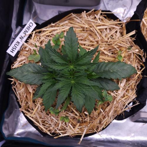 Night Owl LSO/Organics !. Week 3 - Chem 'N' Kush (Day 19)