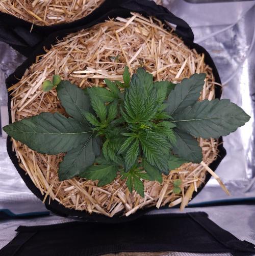 Night Owl LSO/Organics !. Week 3 - Instant Classik (Day 19)