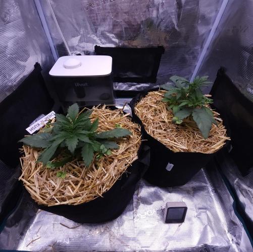 Night Owl LSO/Organics !. Week 3 - 05/19/26