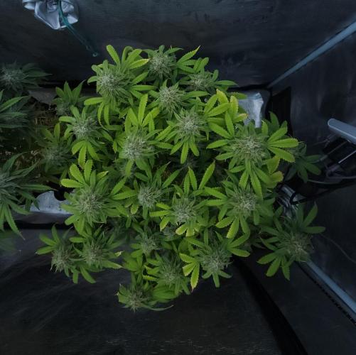Butterbean Birdseed - Fast Flowering LSO. Week 16 - UBC Chemo (Day 114)