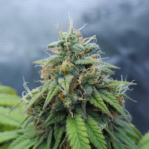 Butterbean Birdseed - Fast Flowering LSO. Week 16 - UBC Chemo (Day 114)