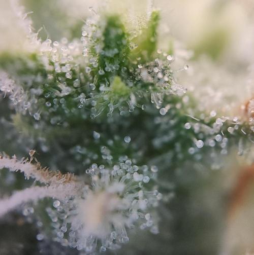 Butterbean Birdseed - Fast Flowering LSO. Week 16 - UBC Chemo (Day 114)