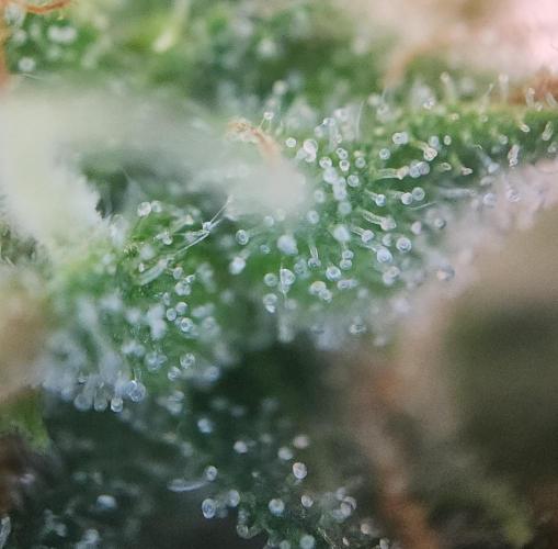 Butterbean Birdseed - Fast Flowering LSO. Week 16 - UBC Chemo (Day 114)