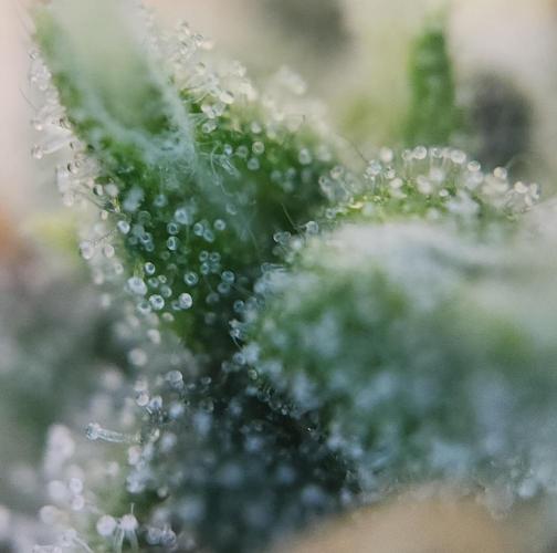 Butterbean Birdseed - Fast Flowering LSO. Week 16 - UBC Chemo (Day 114)