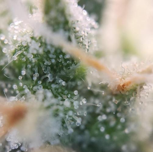 Butterbean Birdseed - Fast Flowering LSO. Week 16 - UBC Chemo (Day 114)