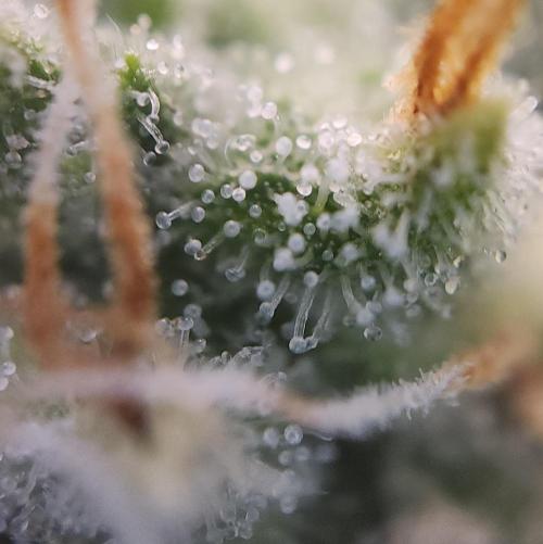 Butterbean Birdseed - Fast Flowering LSO. Week 16 - UBC Chemo (Day 114)