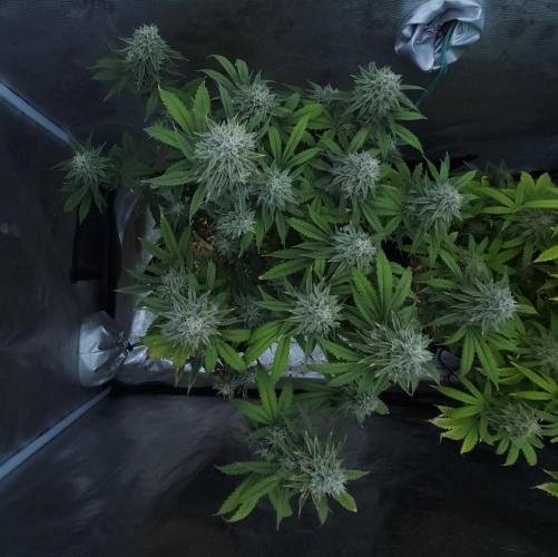 Butterbean Birdseed - Fast Flowering LSO. Week 16 - Faster Master (Day 105)
