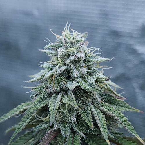 Butterbean Birdseed - Fast Flowering LSO. Week 16 - Faster Master (Day 105)