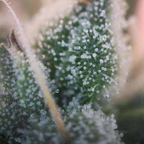 Butterbean Birdseed - Fast Flowering LSO. Week 16 - Faster Master (Day 105)