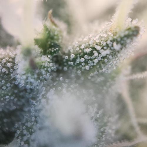 Butterbean Birdseed - Fast Flowering LSO. Week 16 - Faster Master (Day 105)