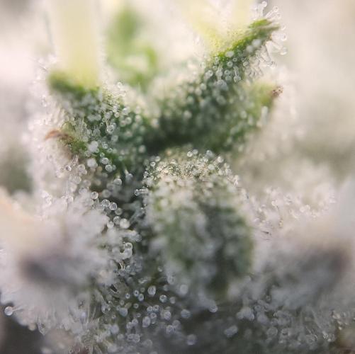 Butterbean Birdseed - Fast Flowering LSO. Week 16 - Faster Master (Day 105)