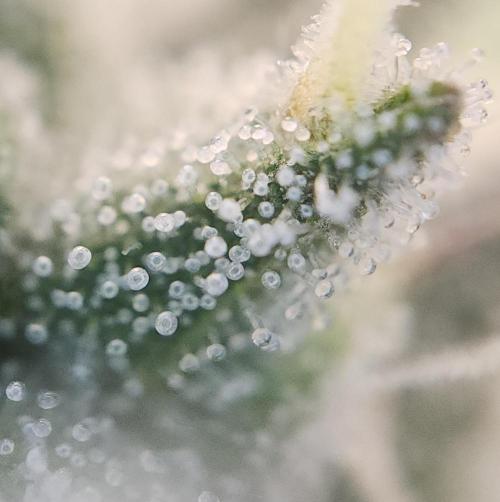 Butterbean Birdseed - Fast Flowering LSO. Week 16 - Faster Master (Day 105)