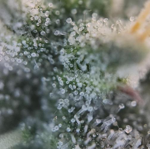 Butterbean Birdseed - Fast Flowering LSO. Week 16 - Faster Master (Day 105)